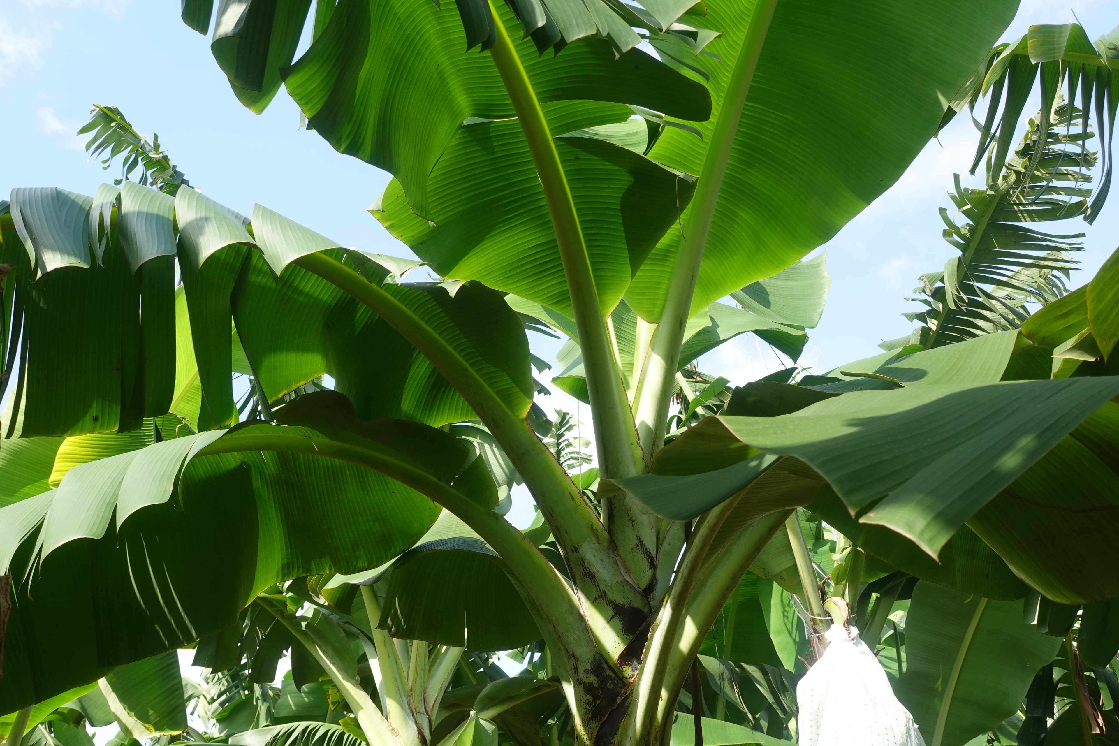 Technicien inspectant une bananeraie