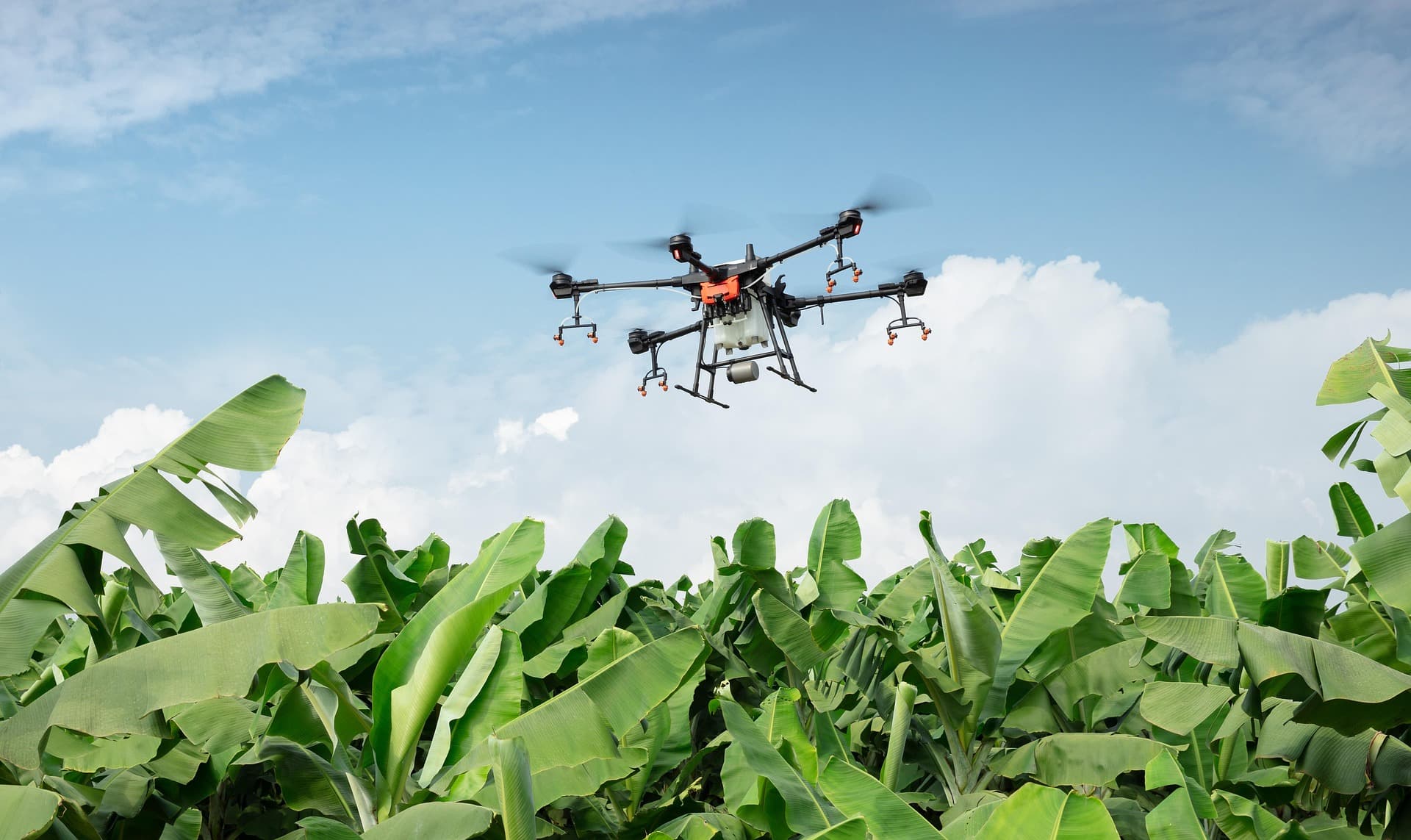 Surveillance de bananeraies par drone